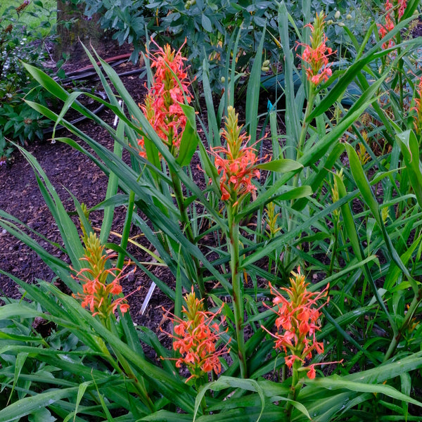 Image of Hedychium coccineum 'Slim's Orange' taken at Juniper Level Botanic Gdn, NC by JLBG