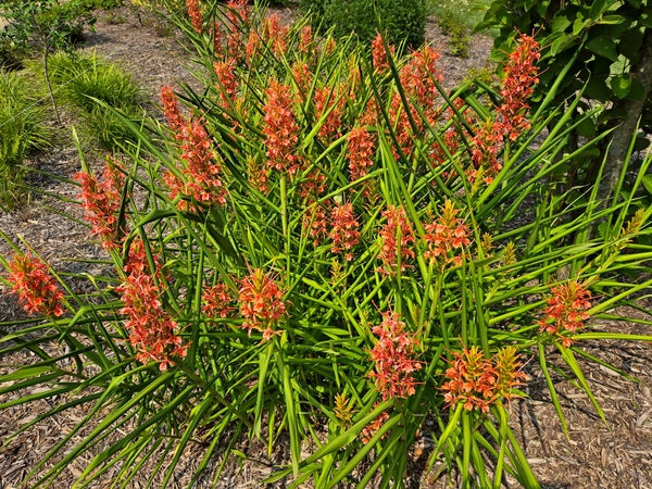 Image of Hedychium coccineum 'Slim's Orange' taken at Juniper Level Botanic Gdn, NC by JLBG