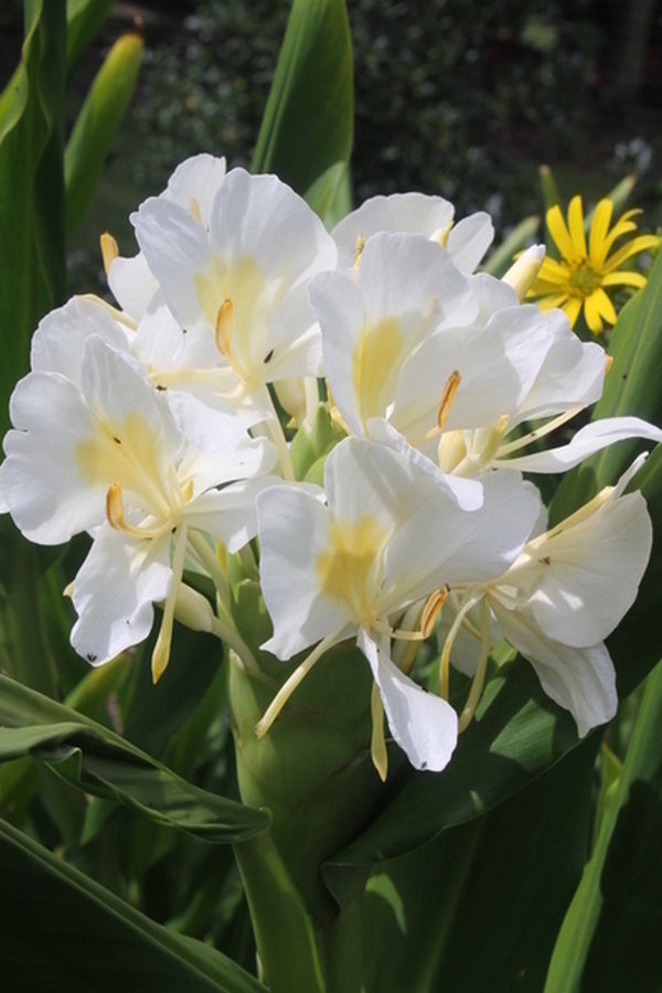Image of Hedychium coronarium taken at Juniper Level Botanic Gdn, NC by JLBG