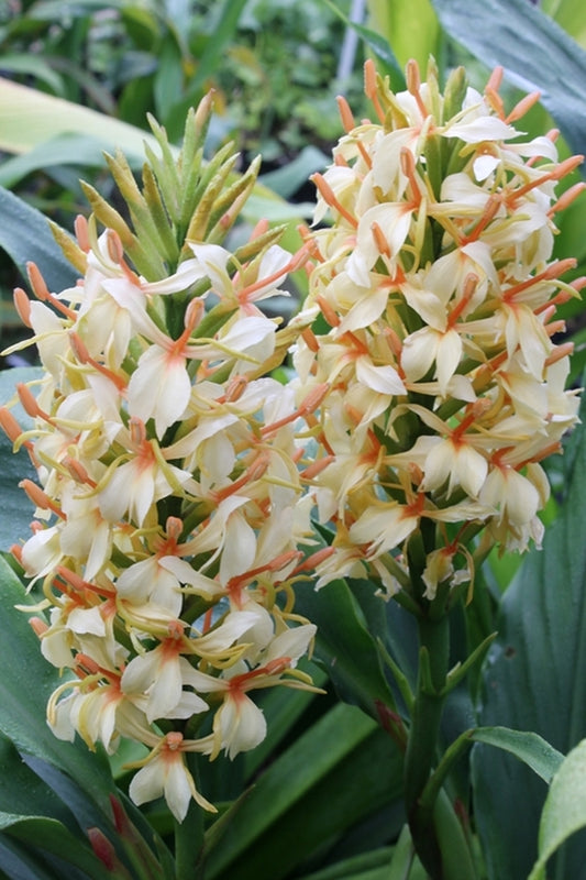 Image of Hedychium densiflorum 'Stephen' taken at Juniper Level Botanic Gdn, NC by JLBG