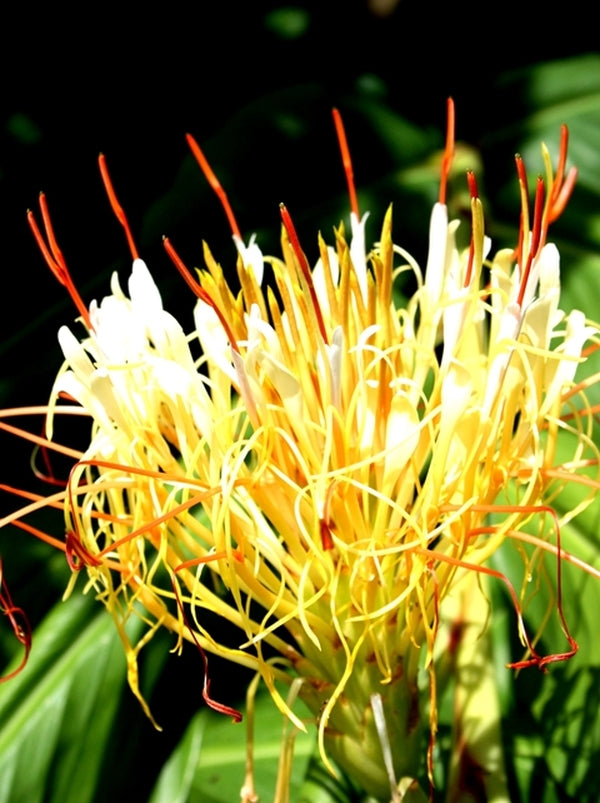 Image of Hedychium ellipticum