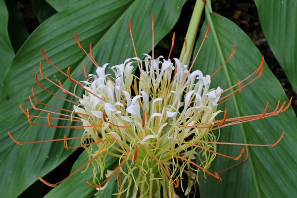 Image of Hedychium ellipticum taken at Juniper Level Botanic Gdn, NC by JLBG