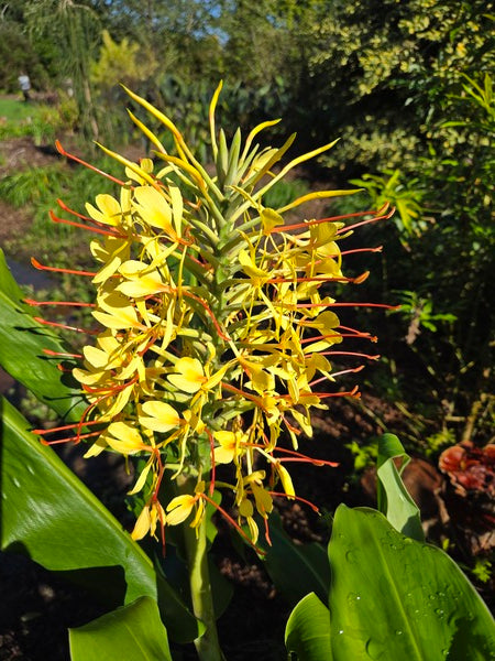 Image of Hedychium gardnerianum 'Compactum' taken at Juniper Level Botanic Gdn, NC by JLBG