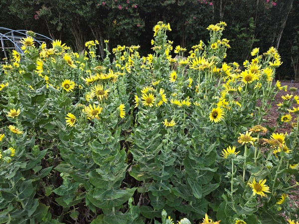 Image of Helianthus mollis 'Tulsa Gold' taken at Juniper Level Botanic Gdn, NC by JLBG