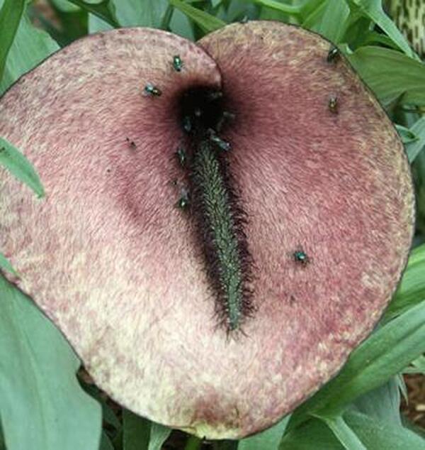 Image of Helicodiceros muscivorus taken at Juniper Level Botanic Gdn, NC by JLBG