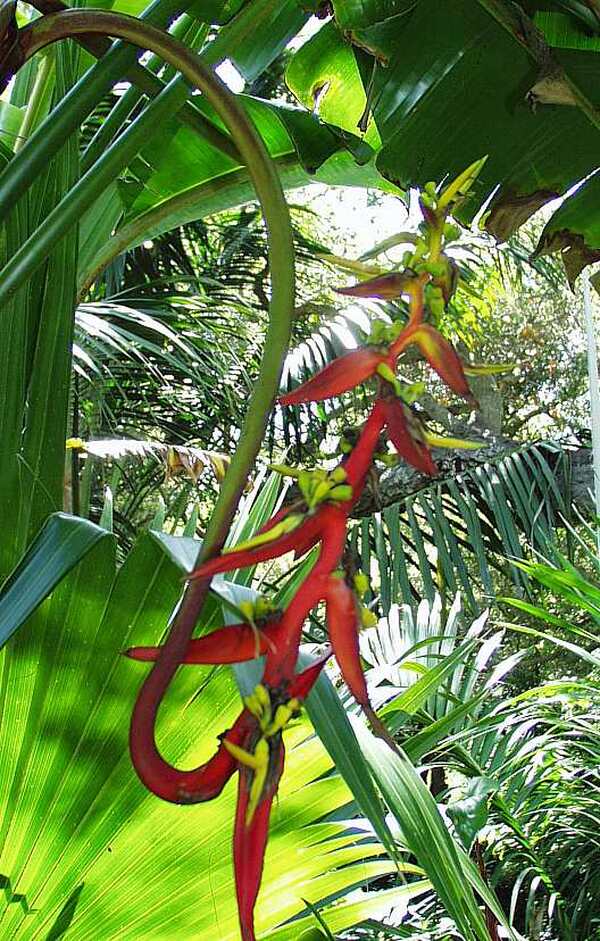 Image of Heliconia schiedeana taken at San Marcos Growers, CA by R. Baldwin