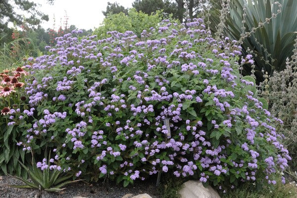 Image of Heliotropium 'Augusta Lavender' PP 34,004 taken at Juniper Level Botanic Gdn, NC by JLBG