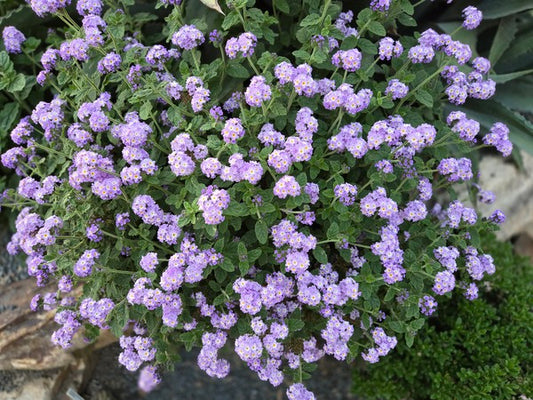 Image of Heliotropium 'Augusta Lavender' PP 34,004 taken at Juniper Level Botanic Garden, Raleigh NC by JLBG