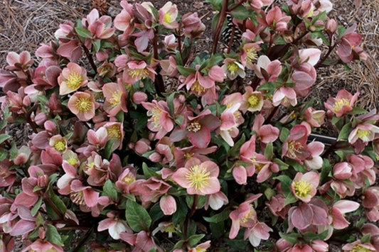 Image of Helleborus x ballardiae 'Maestro' PP 23,859