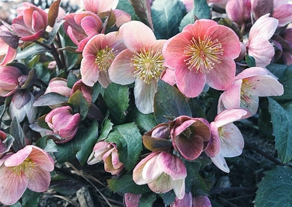 Image of Helleborus x ballardiae 'Pink Frost' PP 21,063 taken at Juniper Level Botanic Gdn, NC by JLBG