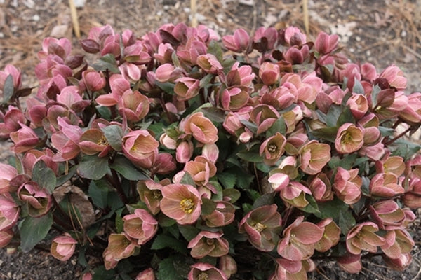 Image of Helleborus x ballardiae 'Pink Frost' PP 21,063