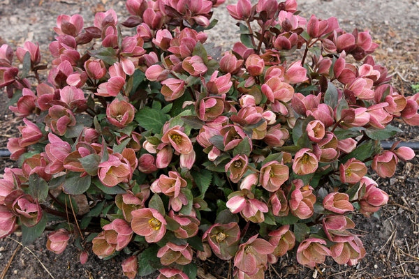 Image of Helleborus x ballardiae 'Pink Frost' PP 21,063 taken at Juniper Level Botanic Gdn, NC by JLBG
