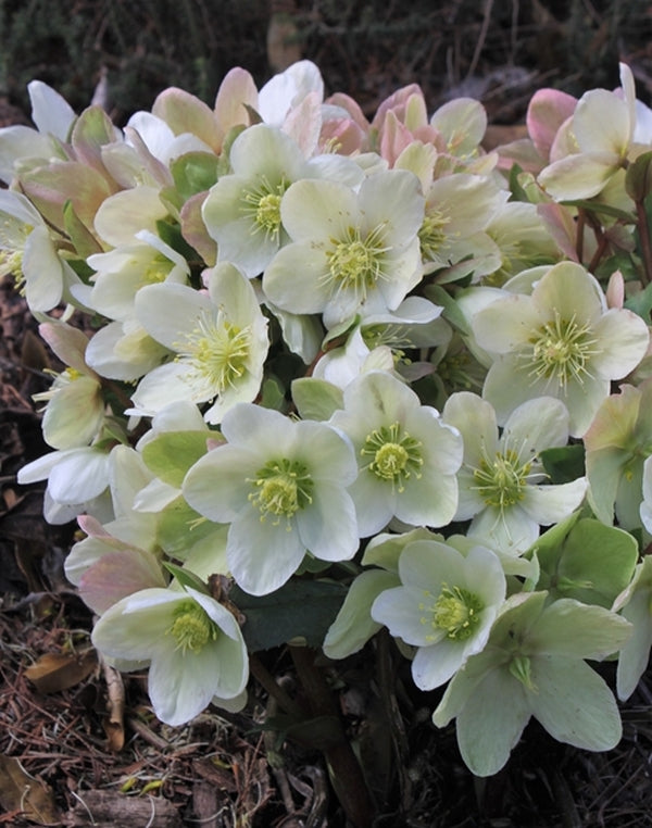 Helleborus ericsmithii 'Joker' | Winter's Song Hybrid Christmas Rose