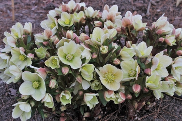 【レア美品】ビレロイ&ボッホ★ウィンターフラワー★ポインセチア　ボンボニエール Helleborus ericsmithii 'Joker' | Winter's Song Hybrid Christmas Rose