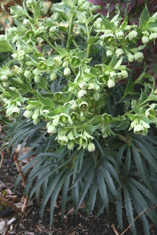 Image of Helleborus foetidus 'Dunham' taken at Juniper Level Botanic Gdn, NC by JLBG