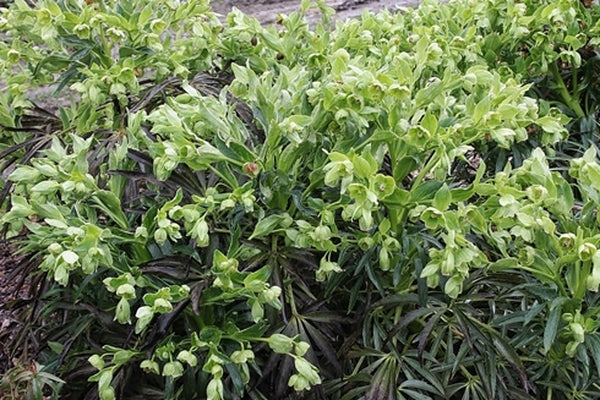 Image of Helleborus foetidus 'Leather and Lace' taken at Juniper Level Botanic Gdn, NC by JLBG