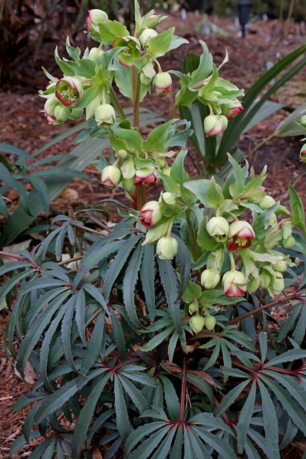 Image of Helleborus foetidus 'Red Silver'