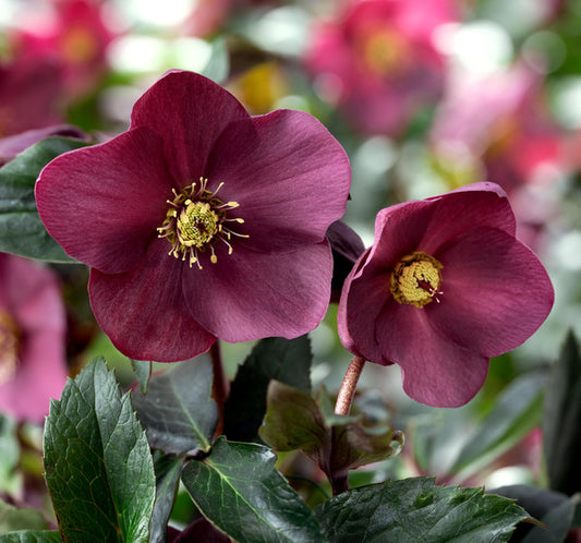 Image of Helleborus x glandorfensis 'Early Red' PPAF by Heuger Gartenbaubetriebe