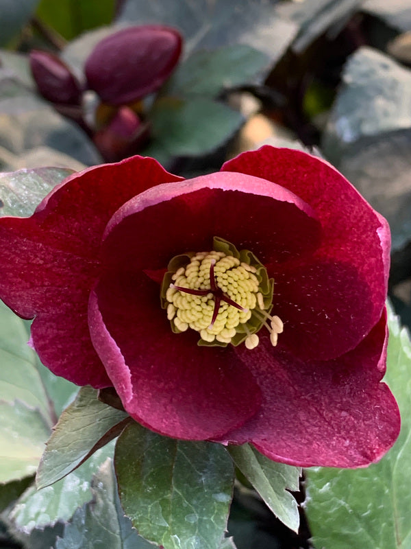 Image of Helleborus x glandorfensis 'Ice n' Roses Barolo' PP 30,488 taken at Juniper Level Botanic Gdn, NC by C. Hardison