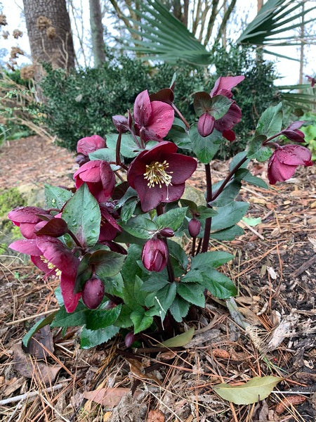 Image of Helleborus x glandorfensis 'Ice n' Roses Barolo' PP 30,488 taken at Juniper Level Botanic Gdn, NC by Lidia Churakova