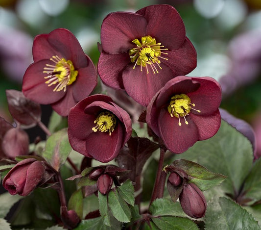 Image of Helleborus x glandorfensis 'Ice n' Roses Merlot' PP 31,181 by Heuger Gartenbaubetriebe