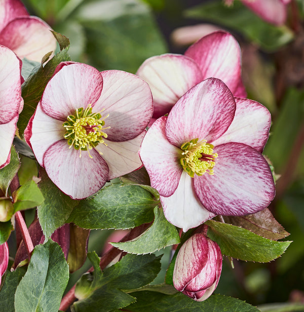 Helleborus x glandorfensis Ice n' Roses