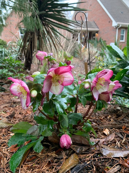 Image of Helleborus x glandorfensis 'Ice n' Roses Rosado' PP 32,384 taken at Juniper Level Botanic Gdn, NC by Lidia Churakova