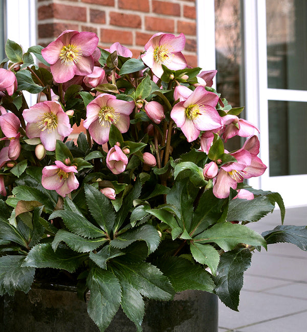 Image of Helleborus x glandorfensis 'Ice n' Roses Rose' PP 28,297 by Heuger Gartenbaubetriebe