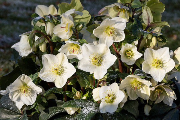 Image of Helleborus x glandorfensis 'Ice n' Roses White' PP 28,293 by Skagit Gardens