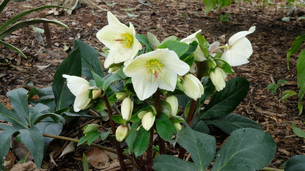 Image of Helleborus x glandorfensis 'Ice n' Roses White' PP 28,293 taken at Juniper Level Botanic Gdn, NC by JLBG