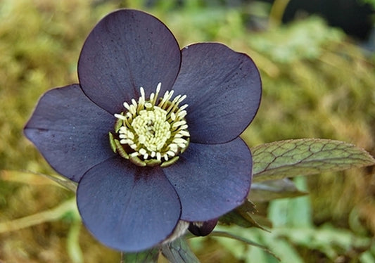 Image of Helleborus x hybridus 'Black Diamond' taken at NW Garden Nsy, OR by E. O'Byrne