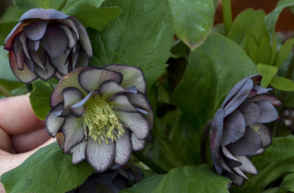 Image of Helleborus x hybridus 'Black Tie Affair' taken at Walters Gardens by Walters Gardens