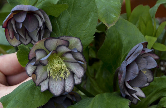 Image of Helleborus x hybridus 'Black Tie Affair' taken at Walters Gardens by Walters Gardens