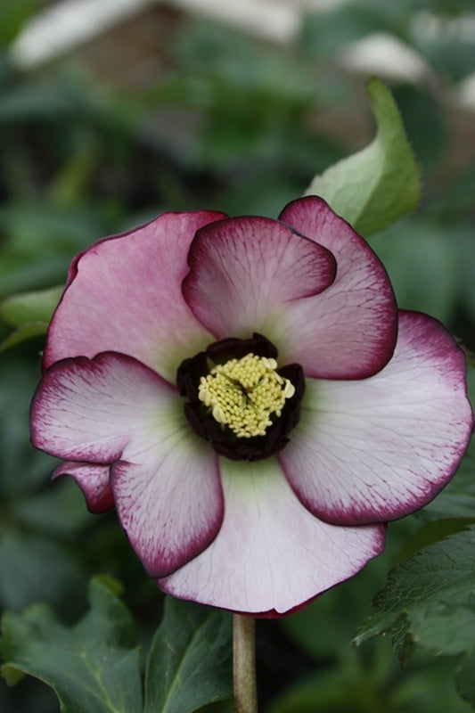 Image of Helleborus x hybridus 'Cherry Blossom'