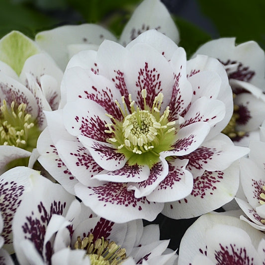 Image of Helleborus x hybridus 'Confetti Cake' taken at Walters Gardens, MI by Walters Gardens