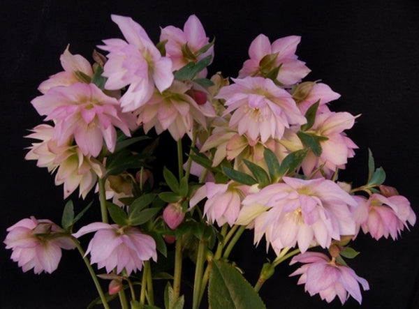 Image of Helleborus x hybridus 'Cotton Candy' taken at NW Garden Nsy, OR by E. O'Byrne