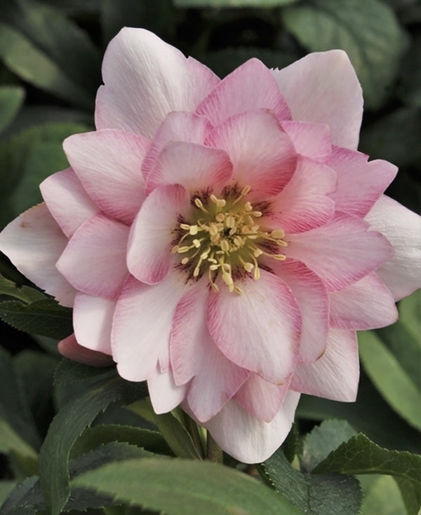 Helleborus x hybridus 'Cotton Candy'
