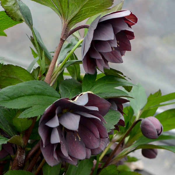 Image of Helleborus x hybridus 'Dashing Groomsman' taken at Walters Gardens, MI by Walters Gardens