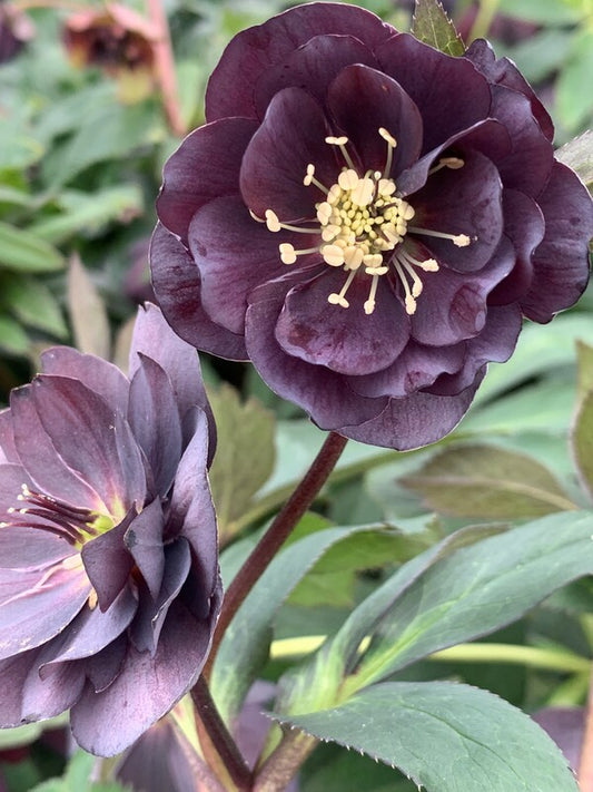 Image of Helleborus x hybridus 'Dashing Groomsman' taken at Juniper Level Botanic Gdn, NC by C. Hardison