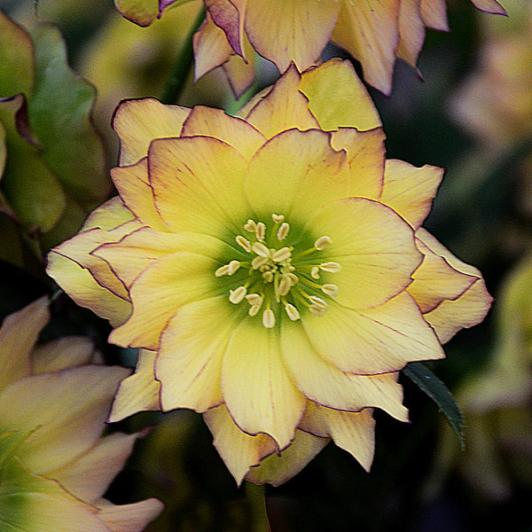Image of Helleborus x hybridus 'First Dance' taken at Walters Gardens, MI by Walters Gardens