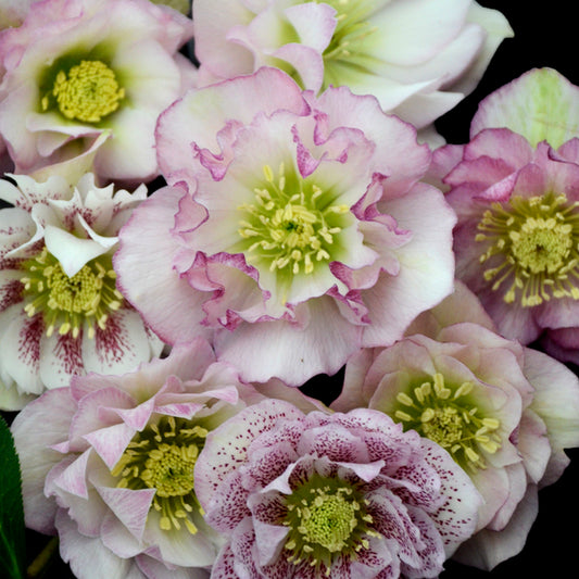 Image of Helleborus x hybridus 'Flower Girl' taken at Walters Gardens, MI by Walters Gardens