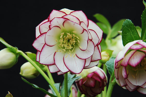 Image of Helleborus x hybridus 'Ice and Fire' taken at NW Garden Nsy, OR by NW Garden Nsy