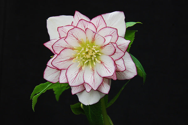 Image of Helleborus x hybridus 'Ice and Fire' taken at NW Garden Nsy by NW Garden Nsy