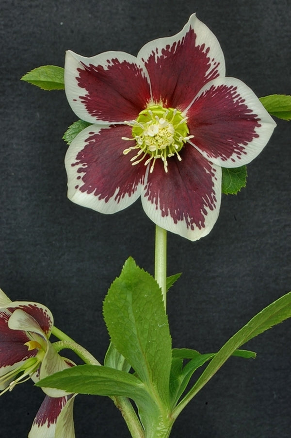 Image of Helleborus x hybridus 'Painted Singles' taken at NW Garden Nsy, OR by E. O'Byrne