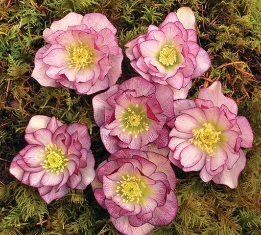 Image of Helleborus x hybridus 'Peppermint Ice' taken at Terra Nova Nurseries, OR by Terra Nova Nurseries