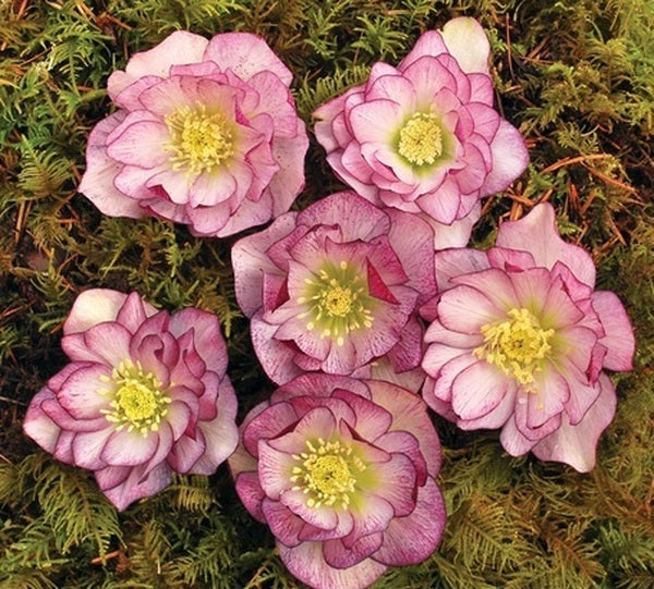 Image of Helleborus x hybridus 'Peppermint Ice' taken at Terra Nova Nurseries, OR by Terra Nova Nurseries