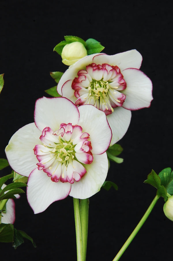 Helleborus Picotee Pearl | Picotee Pearl Lenten Rose