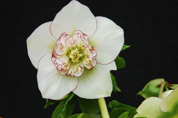 Image of Helleborus x hybridus 'Picotee Pearl' taken at Northwest Garden Nursery by E. O'Byrne