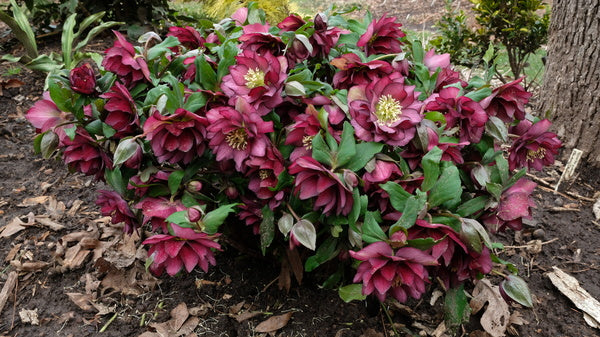 Image of Helleborus x hybridus 'Red Sapphire' taken at Juniper Level Botanic Gdn, NC by JLBG