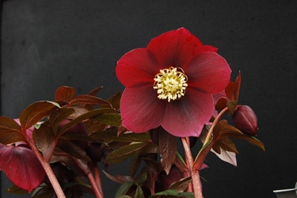 Image of Helleborus x hybridus 'Ruby Wine' taken at NW Garden Nsy, OR by E. O'Byrne